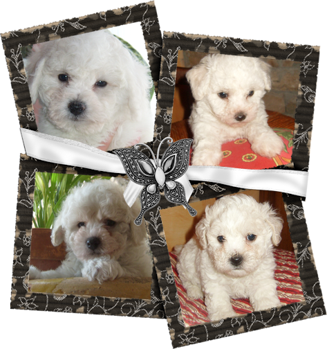 bébés bichon frisé