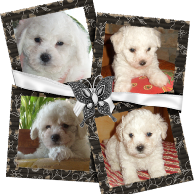 bébés bichon frisé