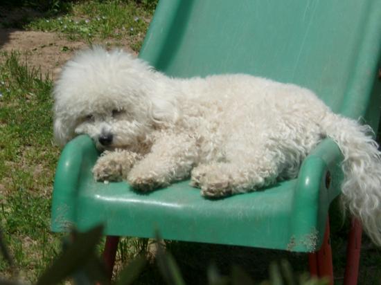 bichon frisé