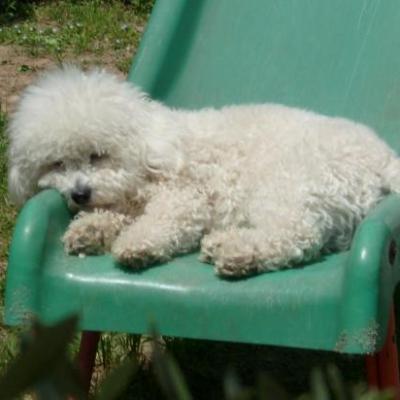 bichon frisé