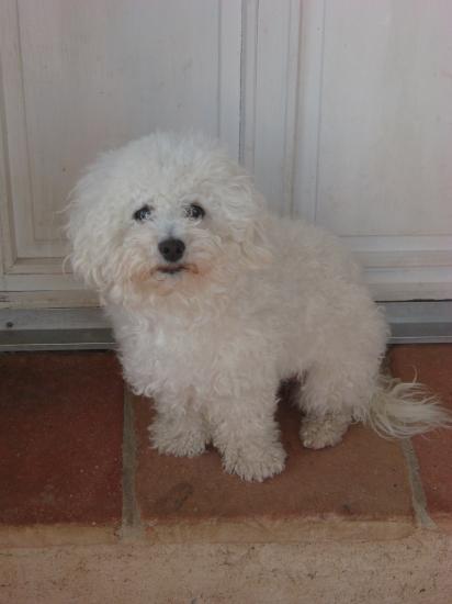 bichon frisé