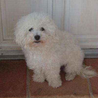 bichon frisé