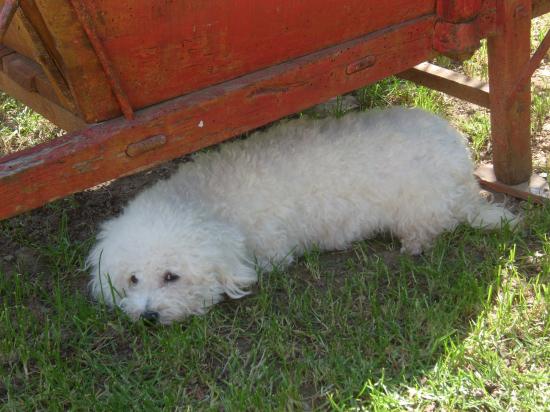 bichon frisé