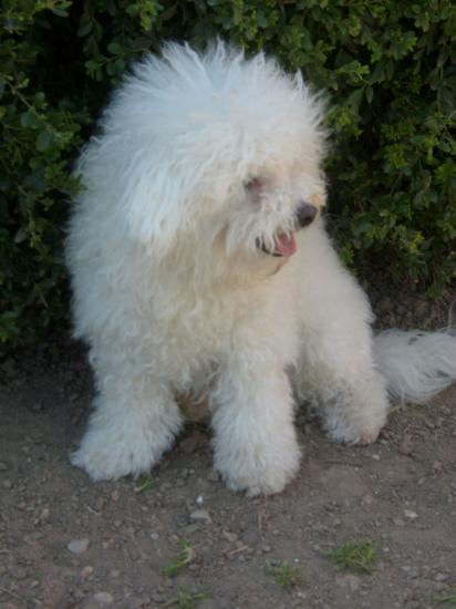 bichon frisé