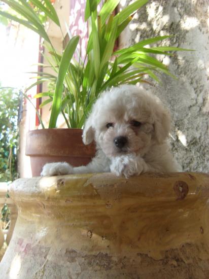 chiot bichon frisé