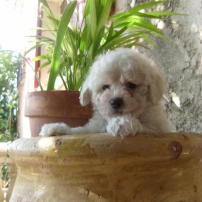 chiot bichon frisé