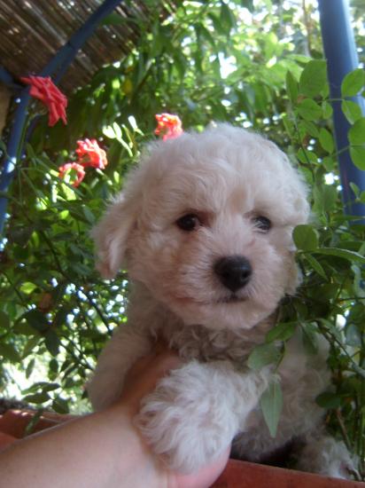 bichon frisé