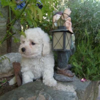 bichon frisé