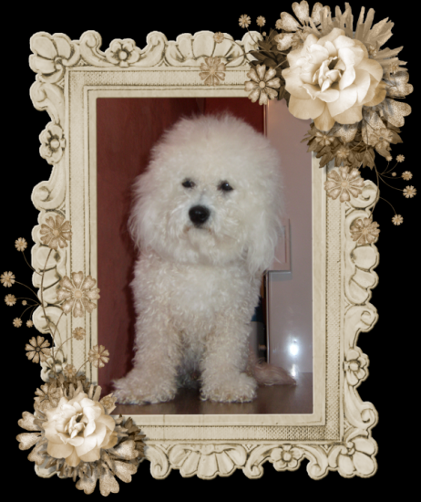 bichon frisé