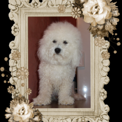 bichon frisé