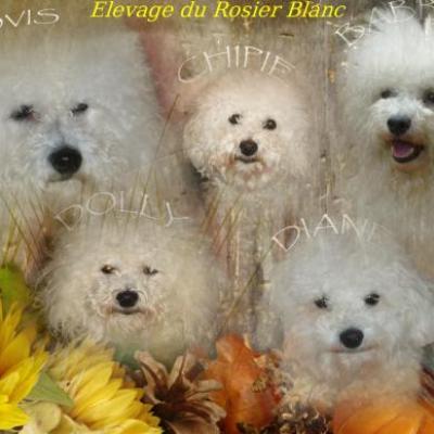 bichon frisé