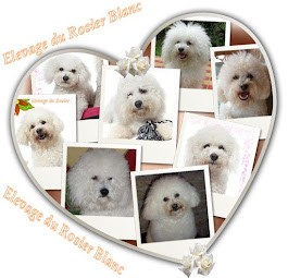 Bichon Frisé , élevage chiots bichons frises , dans le var,Elevage du Rosier Blanc