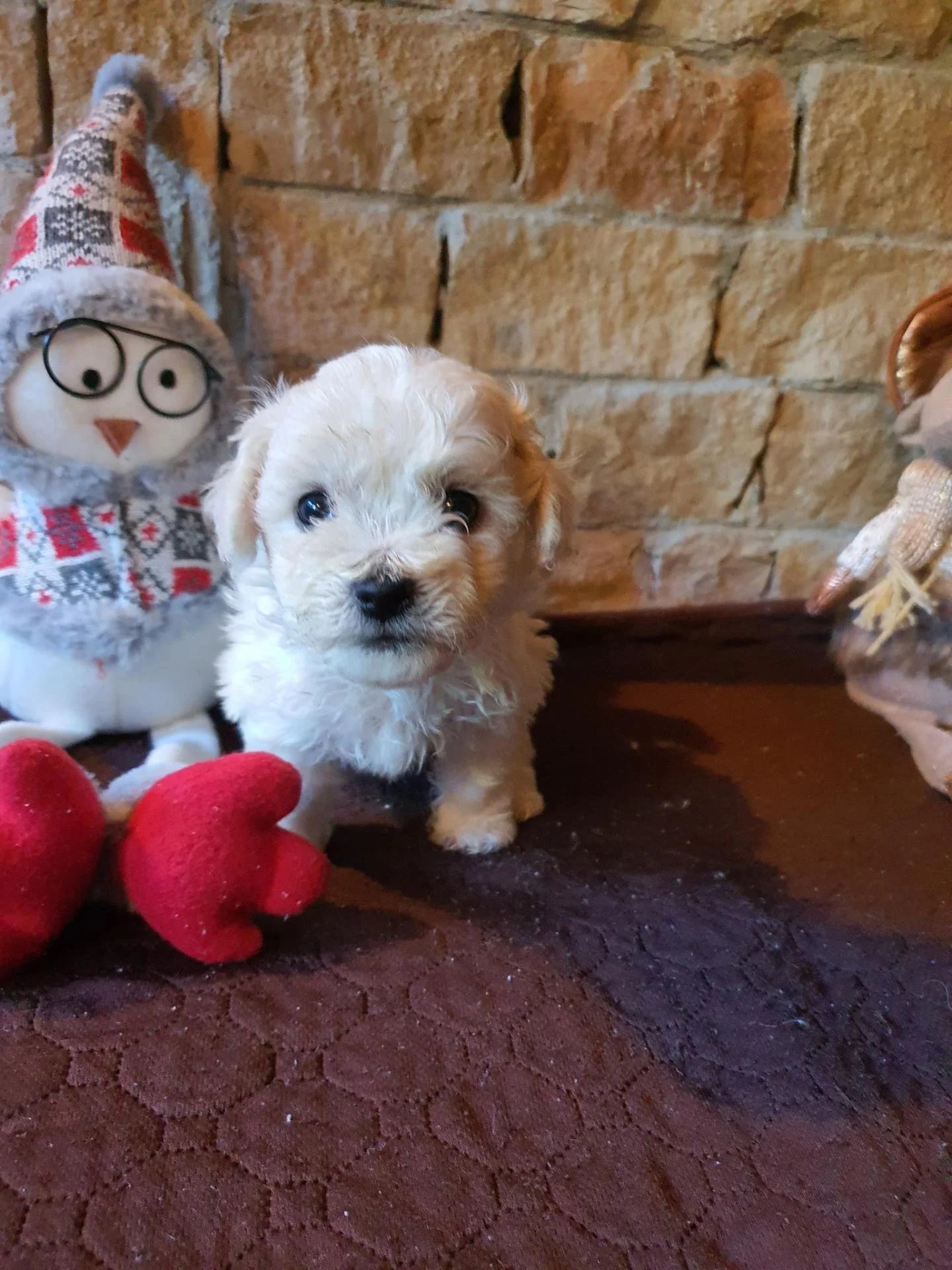 581066489 1318773690048975 5193235286779424641 n