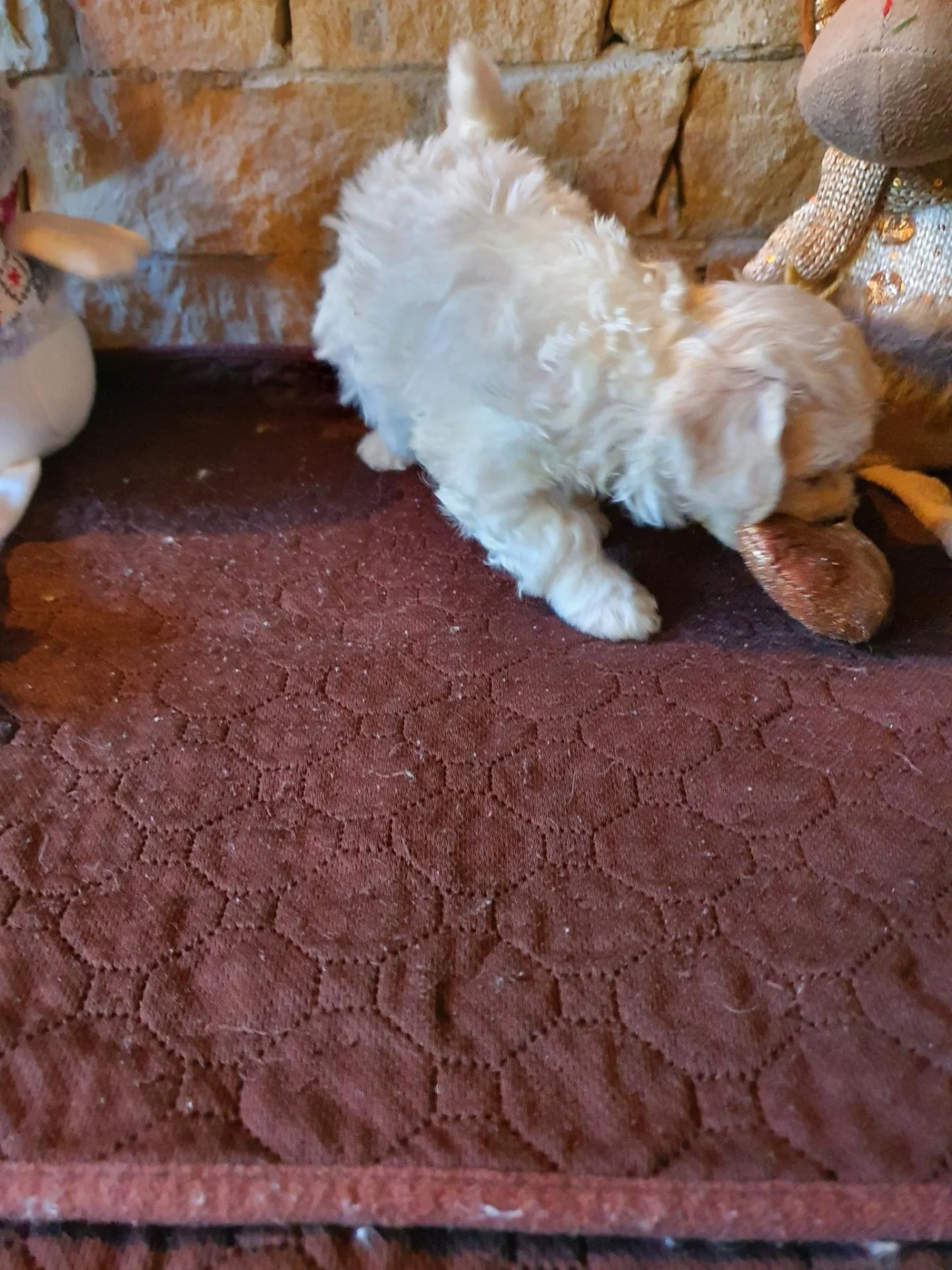 585016881 1318773753382302 7307818980137139391 n